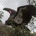 402-4833 Safari Park - California Condor